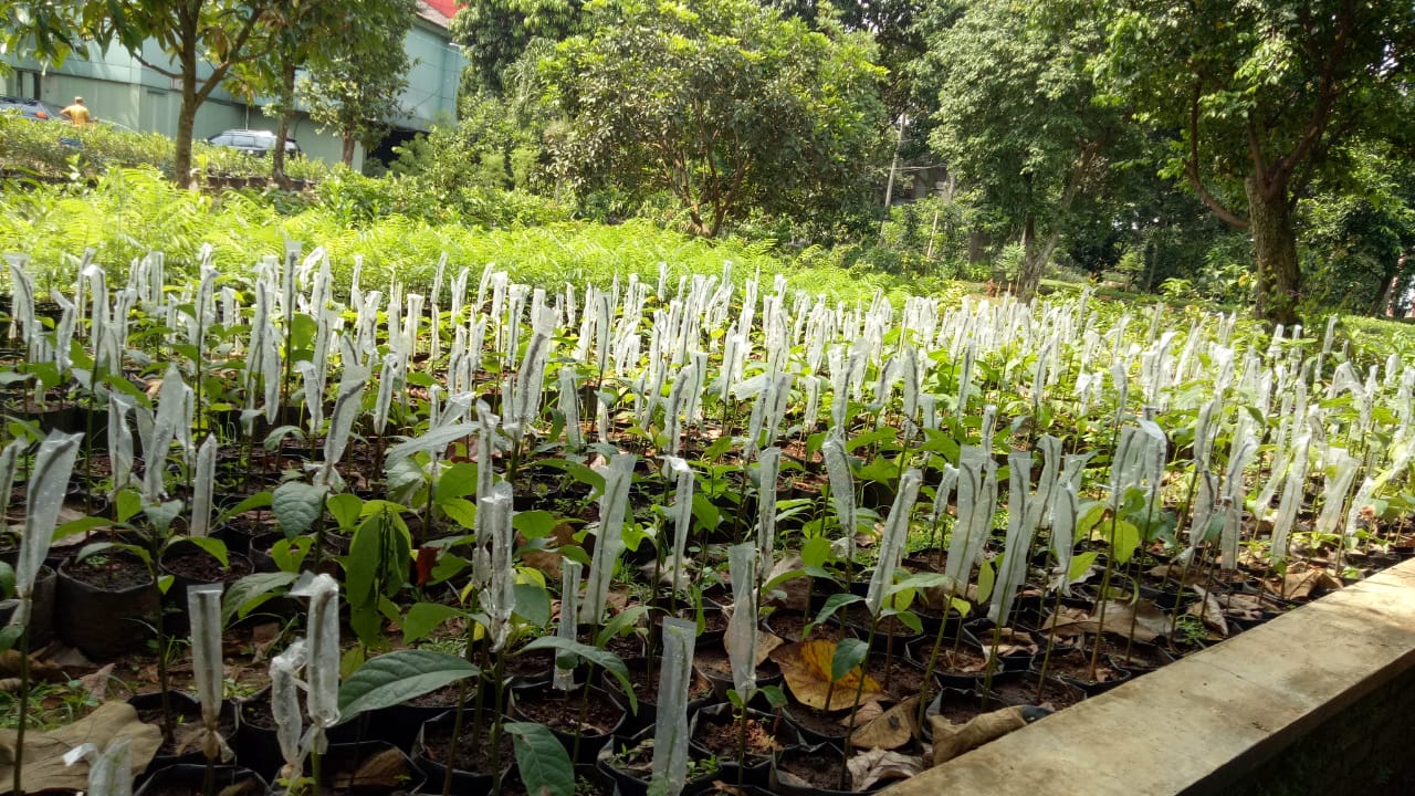 Penakaran Bibit Ragunan (PBR)