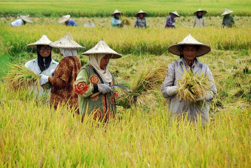 Pembangunan Pertanian Berkelanjutan: Masa Depan Pertanian yang Ramah Lingkungan